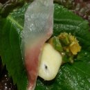 명진일식 이미지