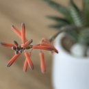 알로애 꽃집 이미지