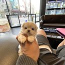 베이비몽 이미지