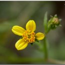 도깨비풀 이미지