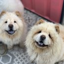 다산 애견훈련소 이미지