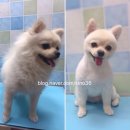 59펫살롱 이미지