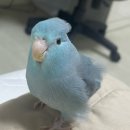 리틀버드서울 버드앤주클리닉 이미지