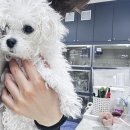 곧바로병원 | 용인 동백동 동물병원 아이온에서 강아지 기침 폐렴 완치 후기
