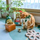 7 | 고양이 시니어 사료 기호성까지 좋은 힐스 인도어 어덜트 7+ 급여 후기