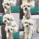 미사마이펫동물병원 이미지