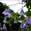 산야초