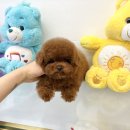 하남강아지 이미지