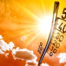 댕댕이냥 이미지