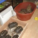 노란거북이 이미지