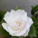 머리꽃 피우다 이미지