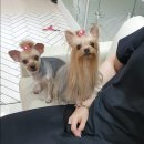 진영샵