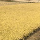 (주)향미농원 이미지
