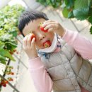 다산딸기수출 이미지