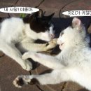 우리집 야옹이 이미지