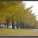 은행나무사거리2 | (11.17) 아산 곡교천 은행나무길 단풍시기 및 꿀팁