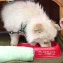 밍키애견 이미지