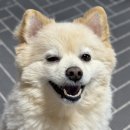 늘, 고운펫 | 설채현 우유 산양유 파우더 신상 후기 | 놀로 강아지 펫밀크