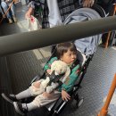 우리들 랜드 | 에버랜드 워킹사파리 로스트밸리 튤립 축제 평일 후기