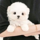 울산 강아지분양 미유펫 | 팔공산 강아지 분양 미유펫 대구점 후기, 잊지 못할 첫날의 감동