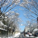 눈꽃이피다 이미지