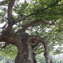 금당실전통마을 이미지