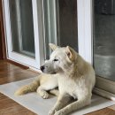 개팔자 상팔자 이미지