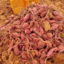 김일환 농장 이미지