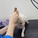 하나애견 | 초보자도 배우기 좋은 프로그램 부산애견미용학원 후기