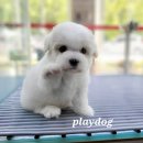 플레이독 파주본점 이미지