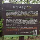 제일봄 | 원대리 자작나무숲 지금이 제일 예쁠 때! 봄 트레킹 후기