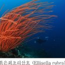 산호
