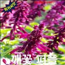 티티퍼플