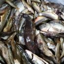 심학산맛집 청산어죽의 자연산 물고기손질 이미지