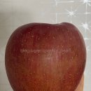 이농 | [농라] 이농장어때요 미얀마 부사 특대과 5kg 재구매 후기