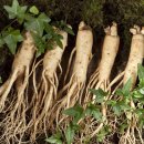 인삼엑스포주차장 이미지