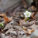 변산바람꽃[Ranunculaceae (미나리아재비과) ＞ Eranthis (너도바람꽃속) ＞ byunsanensis (변산바람꽃)] 이미지