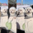 와우리장작구이(화성점) | 화성 동탄 와우리 장작구이 애견동반 식당 미나리냉삼 솔직후기