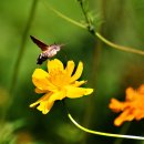 한가한 오후 이미지