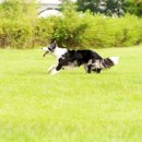 행복한 산책 이미지