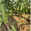 이종준농장 이미지