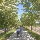 이팝나무길 이미지