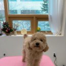 제일 그루밍샵 이미지