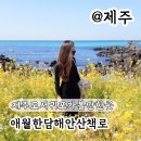 애월한담해안산책로 | 제주도 서귀포 가볼만한곳 애월한담해안산책로 유채꽃
