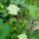 목화산업 | [국진이의 이야기] 7월 15일 (수) 목화(木花)꽃