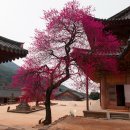 지리산막내딸