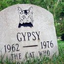 동물병원 WITH-PET 이미지