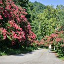 배롱나무길 이미지