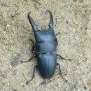 종일사슴 이미지