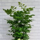 신월동168 이미지